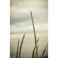 thumbnail image 2 of Berzel, Erin 13x18 Black Ornate Wood Framed with Double Matting Museum Art Print Titled - Whidbey Grass IV, 2 of 4
