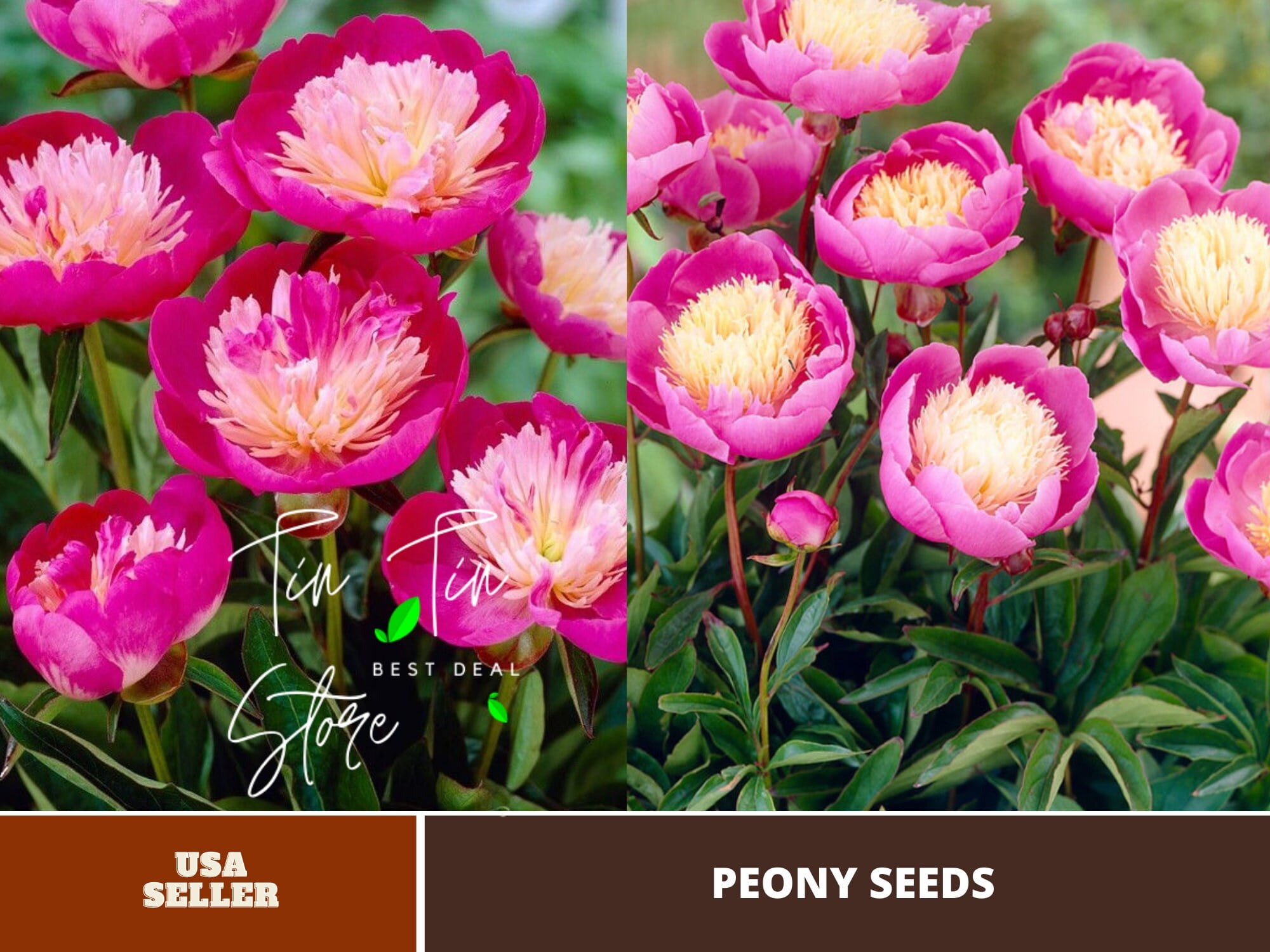 10+ Seeds Breck'sÂ® Wild Lactiflora Peony Flower Seeds for planting in the garden perennial