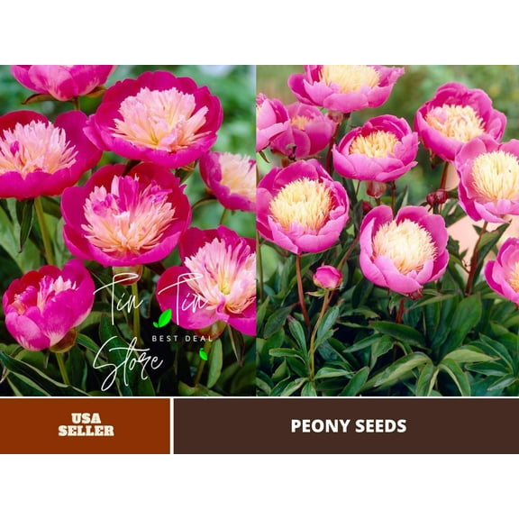 10  Seeds| Breck'sÂ® Wild Lactiflora Peony Flower Seeds for planting in the garden- perennial plant #B053 [BUY 3 GET 1 FREE ]