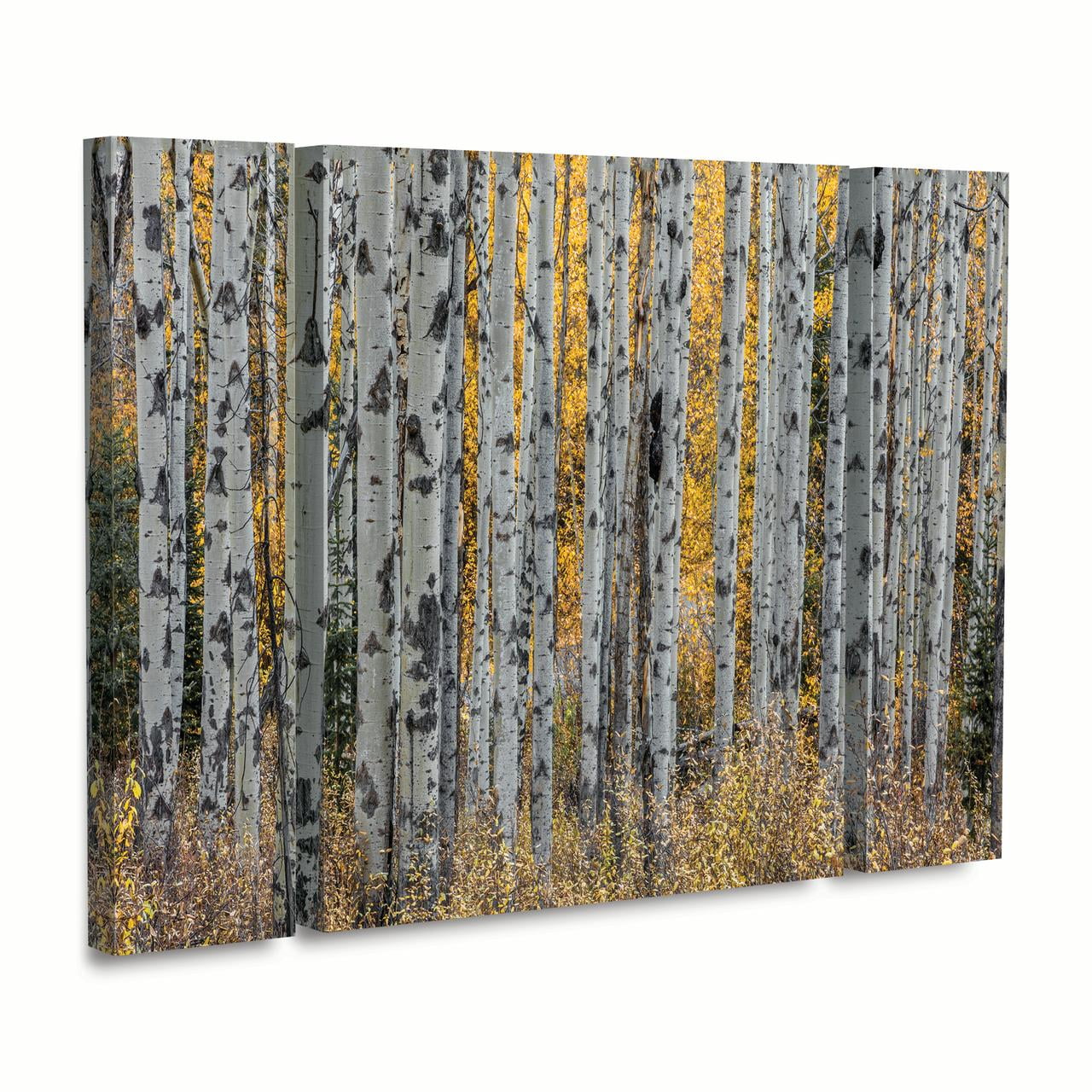 Trademark Fine Art 'Aspen Trees' Canvas Art by Pierre Leclerc