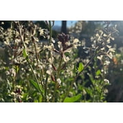 Plant Good Seed Arugula Seed Packet Spicy Salad Green Seeds Garden Rocket Annual Full Sun Part Shade