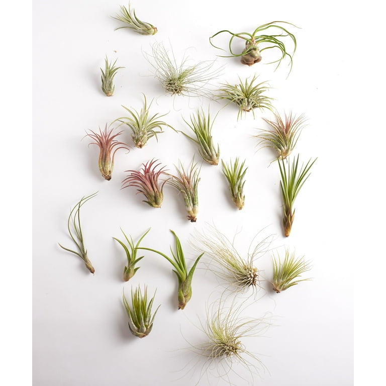 Home Botanicals Assorted Air Plant (Collection of 20) Home Botanicals Assorted Air Plant (Collection of 20)