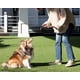 thumbnail image 2 of Correa Retractil Expandible Perro Mascotas Freno 5 Metros, 2 of 8