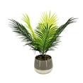 thumbnail image 2 of Plante tropicale en pot de Lerman Decor, 2 of 4