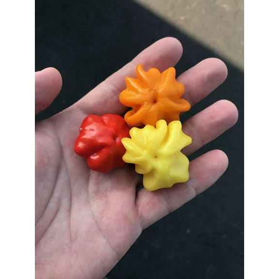 Aji Brazilian Starfish Orange Hot Pepper Premium Seeds Packet