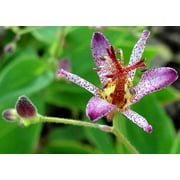 Gilt Edge Toad Lily - Tricyrtis formosana - Shade - 2.5" Pot