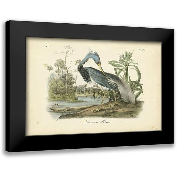 Audubon, John James 14x11 Black Modern Framed Museum Art Print Titled - Audubons Louisiana Heron