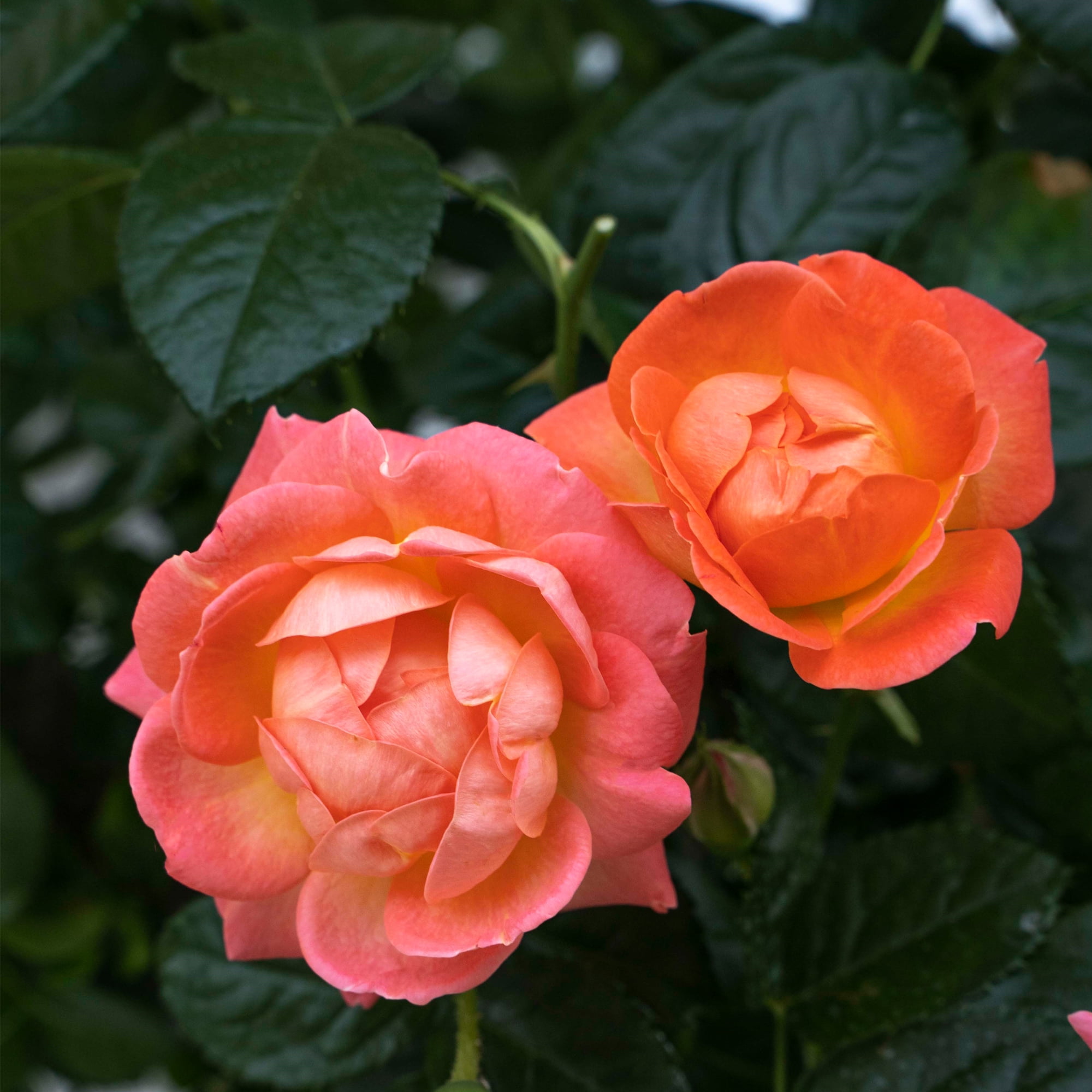 The Knock Out® Family of Roses 'The Orange Glow Knock Out® Rose' Live Shrub in 2-Gallon Grower Pot