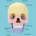 thumbnail image 5 of 3X Modelo de CráNeo de AnatomíA, Rompecabezas de CráNeo de AnatomíA , Mini Modelo de CráNeo Humano Desmontable, EnseñAnza ClíNica, 5 of 5