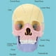 thumbnail image 5 of 3X Modelo de CráNeo de AnatomíA, Rompecabezas de CráNeo de AnatomíA , Mini Modelo de CráNeo Humano Desmontable, EnseñAnza ClíNica, 5 of 7