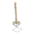 thumbnail image 1 of Modelo De Esqueleto óseo De Columna Humana Para Estudio De Aprendizaje Y Referencia, 1 of 9
