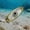 White, variant on Submersible LED Fishing Light with Eye-Shaped Design for Enhanced Nighttime Fish