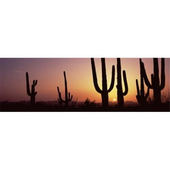 Silhouette of Saguaro cacti - Carnegiea gigantea on a landscape Saguaro National Park Tucson Pima County Arizona USA Poster Print by - 36 x 12