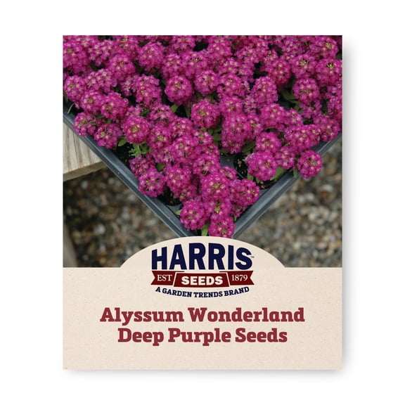 Harris Seeds Alyssum Wonderland Deep Purple Seeds, Compact Annual Flowers, Multi-pelleted, 250 Count