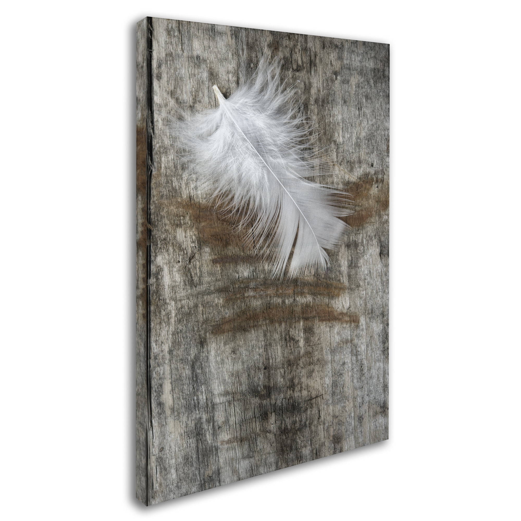 Trademark Fine Art 'White Feather on Wood' Canvas Art by Cora Niele