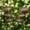 Basic*2, variant on 3-Layer Rain Catcher Bird Bath, Garden Stake Feeder Small Outdoors, Bring Life Back to Your Garden, Decorative Flower Bed Rainwater Collector for Bee Hummingbird Rustic Supports(Basic*1)