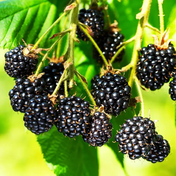 Set 2 Triple Crown Thornless Blackberry Plants Live for Planting, Thornless BlackBerry Plants for Indoor Garden 4 to 6 Inch Tall