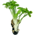 thumbnail image 6 of Komodo Sprouts Ornament, Artificial Plant, Green, Aquarium Decor, 6 of 10