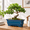 Rectangular Blue-11 Inch, variant on Rectangular Blue 13.5 Inch Ceramic Plant Pot for Indoor Outdoor Succulent Bonsai