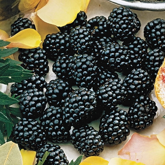 Direct Gardening Black Magic Blackberry Bush, Potted Fruit Bearing Plant Grown in a 1 Gal Pot, 1 Per Offer