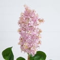 thumbnail image 4 of 36in. Artificial Lilac Flower Stems, Set of 3, 4 of 10