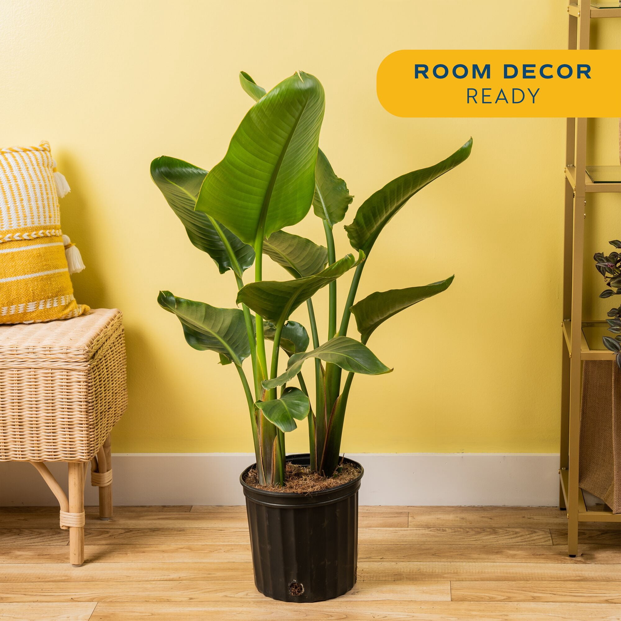 Costa Farms 36" White Bird of Paradise Live House Plants in 10" Grower Pot