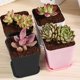 thumbnail image 5 of Juego de 12 piezas de maceta cuadrada de plástico, maceta suculenta, plántulas, maceta cuadrada pequeña, maceta de plástico para plantas Jormftte CPB-US-DYP14-7, 5 of 5