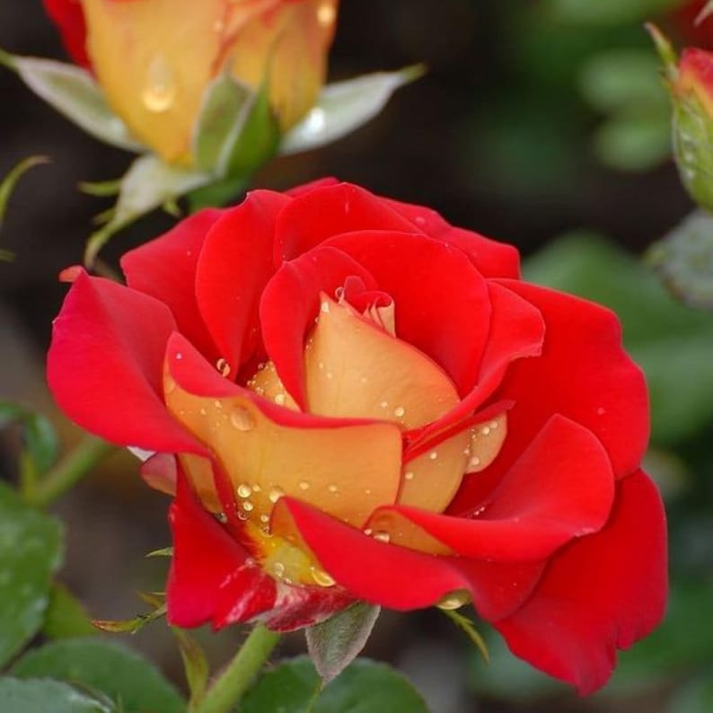 30 Seeds Ketchup & Mustard Rose Seeds Perennial Mix for Late Winter to Early Spring Planting