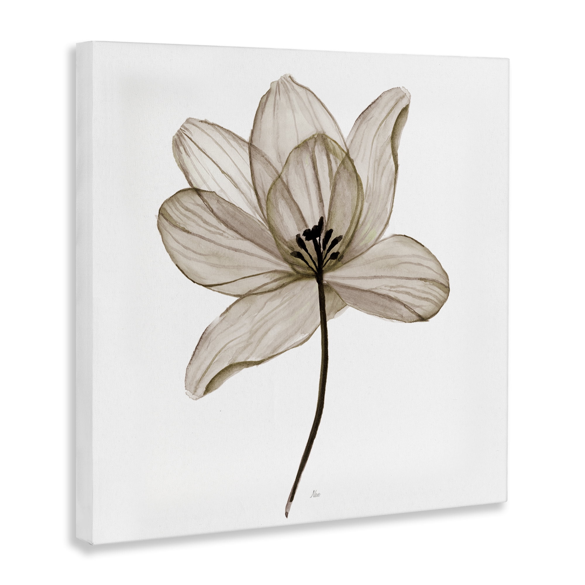 Stupell Industries Beige Opaque Flower Plants & Flowers Painting Wrapped Canvas Art Print Wall Art, 36 x 36