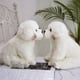 thumbnail image 4 of Animales de peluche Juguete de peluche Perro de peluche Adorable Perro de peluche Precioso juguete de peluche Regalo de cumpleaños para niños, 4 of 6
