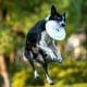 thumbnail image 4 of Competencia de perros Disco volador Resistente a las mordeduras Estable Buen rendimiento de resistencia al viento Hugtrwg Para estrenar, 4 of 7