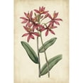 thumbnail image 3 of Vision Studio 13x18 Black Modern Framed Museum Art Print Titled - Botanical Display VI, 3 of 5