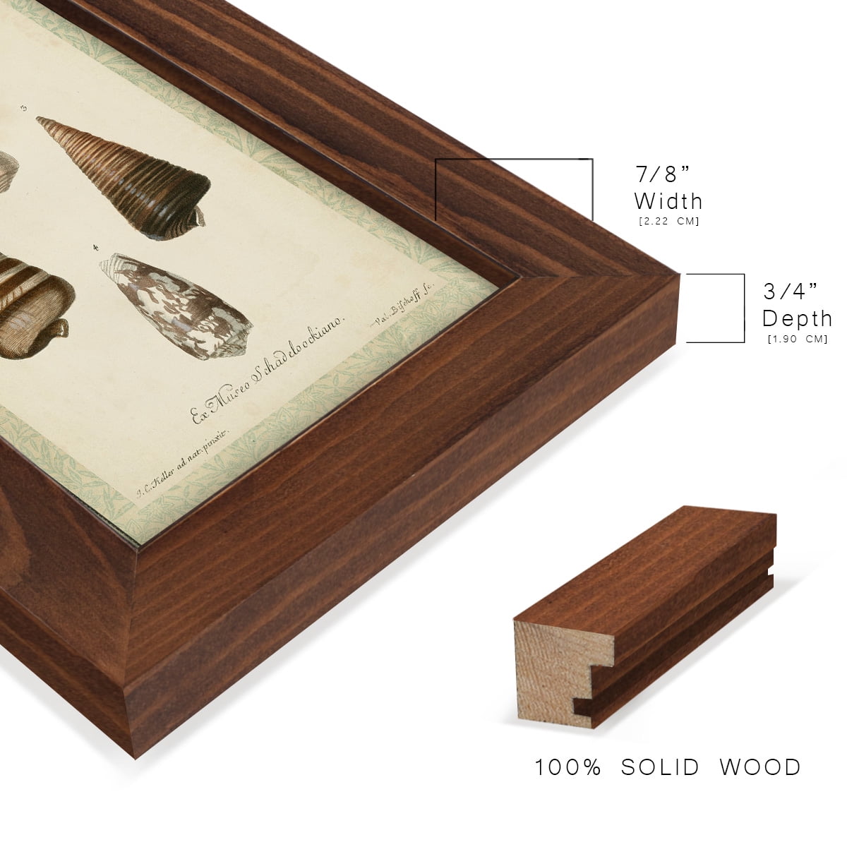 Bookplate Shells VI - Framed Print w/glass - Chestnut