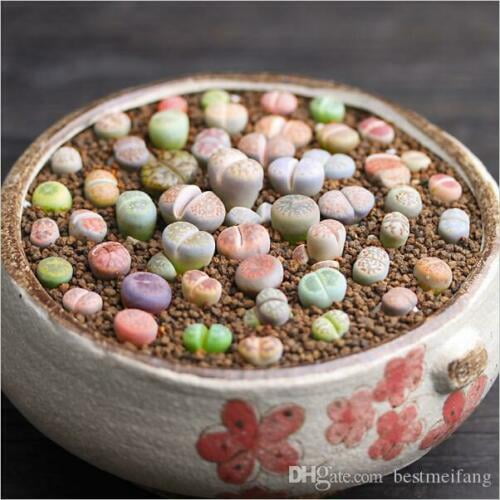 15 SEEDS living stones exotic rock ice plant seed RARE LITHOPS JULII  FULLERI 