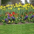 thumbnail image 6 of 10 Pack Garden Plant Support Stakes,10" Widex24 High Heavy Duty Interlinked Half Round Peony Support Ring Cage for Indoor Outdoor Plants,Plant Supports for Peony,Tomato,Hydrangea,Rose, 6 of 8