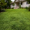 thumbnail image 3 of 1000 Zoysia Grass Seed for Lawn, Thick Green Grass for Home Yard, 3 of 5