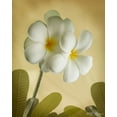 thumbnail image 2 of Vitaly Geyman 26x32 White Modern Wood Framed Wall Art Titled - Oriental Plumeria I, 2 of 5