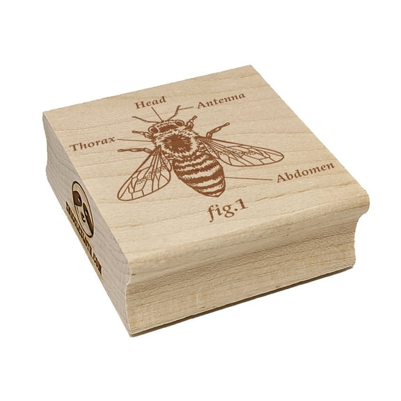 Bee Anatomy Science Biology Figure Square Rubber Stamp Stamping Scrapbooking Crafting - Small 1.25in