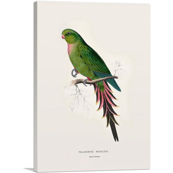 ARTCANVAS Roseate Parakeet Canvas Art Print by Edward Lear - Size: 12" x 8" (0.75" Deep)