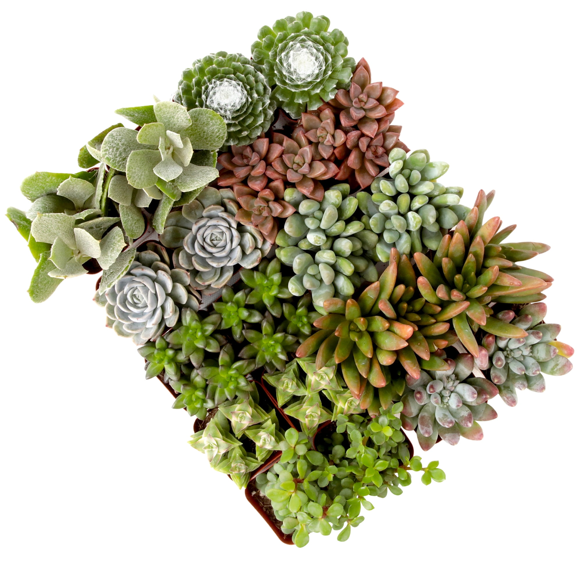 Element by Altman Plants Multicolor Succulent ,Live Indoor House Plants with Grower Pots , 2 inch , Pack of 20