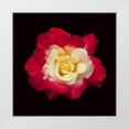 thumbnail image 3 of Lee Peterson 12x12 White Modern Wood Framed Wall Art Titled - Red and White Rose, 3 of 5