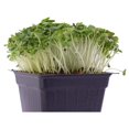 Green Cabbage Microgreens Seeds 5 Lb 544,000 Seeds High
