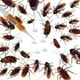 thumbnail image 3 of Cockroach Killing Gel Roach Control Ant Capture Pen Safe Efficient Powerful Cockroach Repellent, 3 of 4