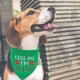 thumbnail image 5 of bufandas triangulares para el Día de San Patricio, accesorios para disfraces de mascotas, perros, cachorros y gatos., 5 of 5