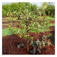 Anna Tree, Low Chill, Deciduous, Fruit Bearing, Medium to Large Fruit