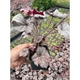 thumbnail image 2 of 2 Plum Pudding Heuchera/ Coral Bells in 4 Inch Pot--Great for Spring planting!, 2 of 5