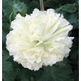 thumbnail image 1 of 250 WHITE Cloud PEONY POPPY Papaver Peoniflorum Flower Seeds, 1 of 3