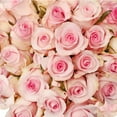 thumbnail image 4 of Light Pink Roses - Farm Direct Fresh Cut Flowers - 50 Stems, 4 of 8