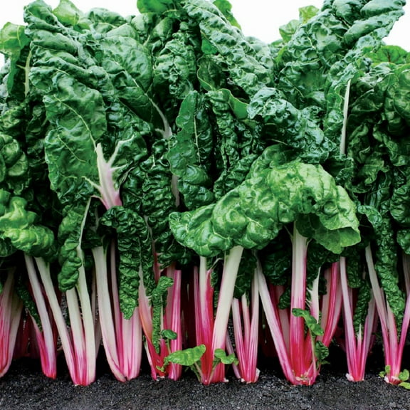 Peppermint Swiss Chard - 100 Seeds