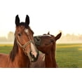 thumbnail image 2 of Horsemen's Pride 14"" Jolly Tug Caballo de juguete verde (JT14 G), 2 of 3